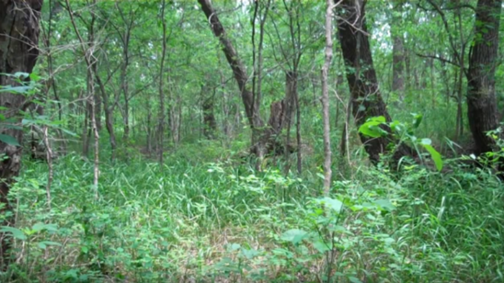 WWII Marines Pacific Camouflage Test – Can You Spot Him? | World War Wings Videos