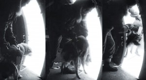 WWII Soldier Chucks Dog Out Plane Door–Sacrifices Had To Be Made