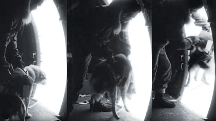 WWII Soldier Chucks Dog Out Plane Door–Sacrifices Had To Be Made | World War Wings Videos