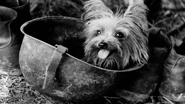 WWII’s Tiniest Hero – How An Adorable Little Dog Changed The World Of War | World War Wings Videos