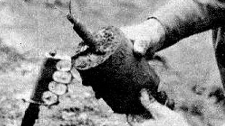 This Little Mine Had A Gruesome Way Killing Entire Squads | World War Wings Videos