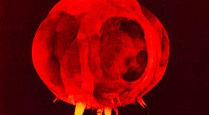 Nuclear Detonation Slow-Motion Frames – Within One Ten-Millionth Of A Second