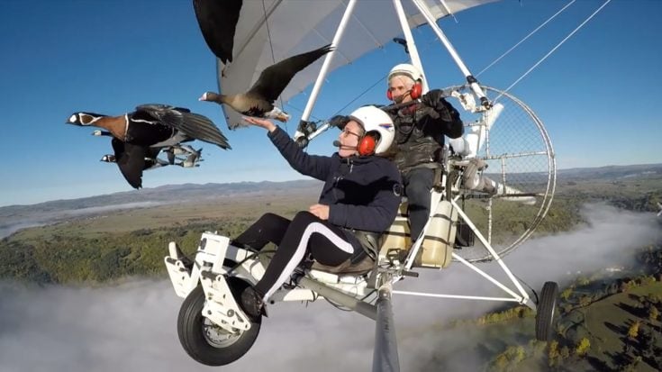 Footage Of Goose Trainer Flying Next To His Flock Is Pure Magic | World War Wings Videos