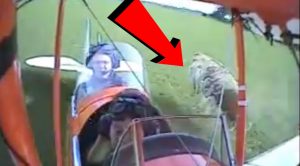 Tiger Moth In Trouble Hit A Cow While Landing-Here’s The Video