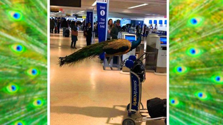 United Airlines Denies Entry To Emotional Support Peacock | World War Wings Videos