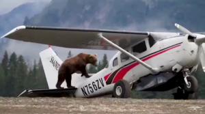 Here’s Your Only Chance To See A Bear Doing A Preflight Check