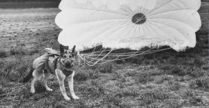 WWII Footage: Paradogs Were Training To Jump Into War Zones