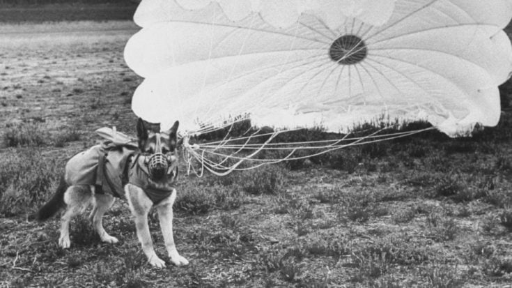 WWII Footage: Paradogs Were Training To Jump Into War Zones | World War Wings Videos