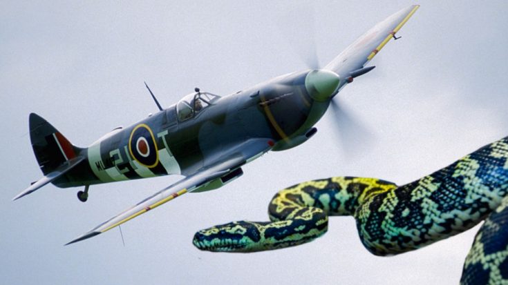 Spitfire Pilot Recalls Epic Cockpit Wrestle With Snake | World War Wings Videos
