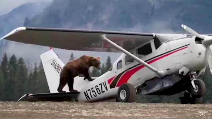 Here’s Your Only Chance To See A Bear Doing A Preflight Check | World War Wings Videos