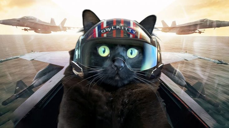 Top Gun with a Cat | World War Wings Videos