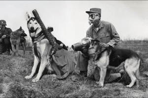 7 Dog Breeds Used During The Conflict Of WW2