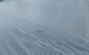 Family Survives Small Plane Crash on Alaska’s Kenai Peninsula
